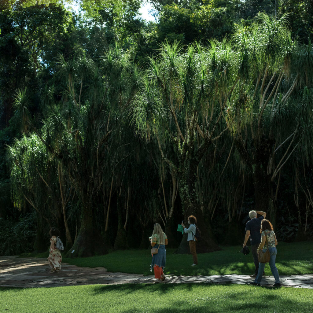 O nome popular vem da similaridade da base dilatada da espécie a pata do elefante. Foto:João Marcos Rosa/Nitro.