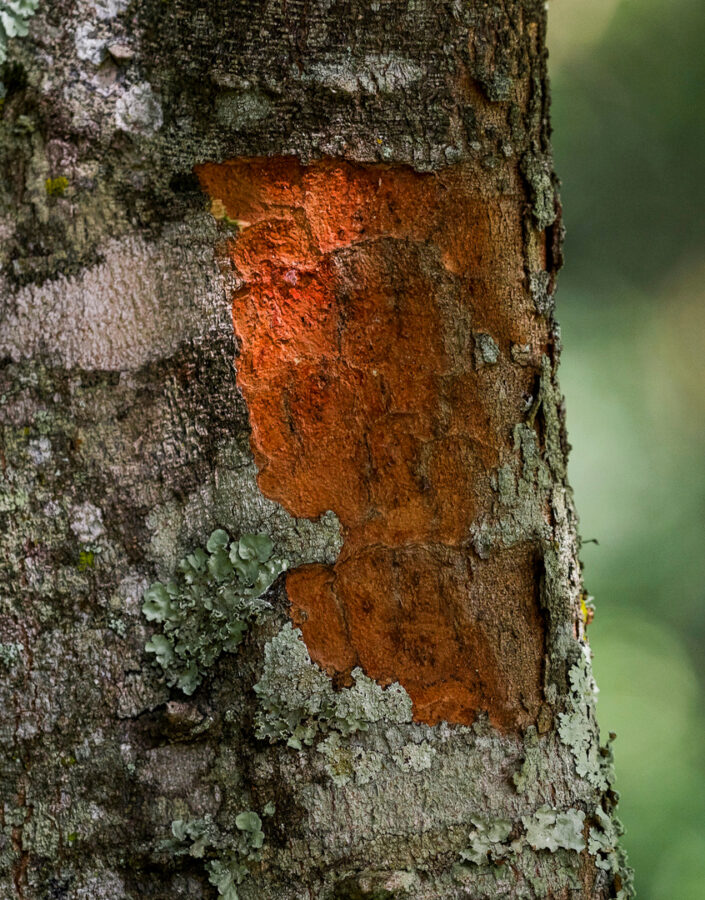 O corante avermelhado, característca marcante da expécie, possui apelo comercial desde os tempos de Brasil Colônia. Foto:João Marcos Rosa/Nitro.