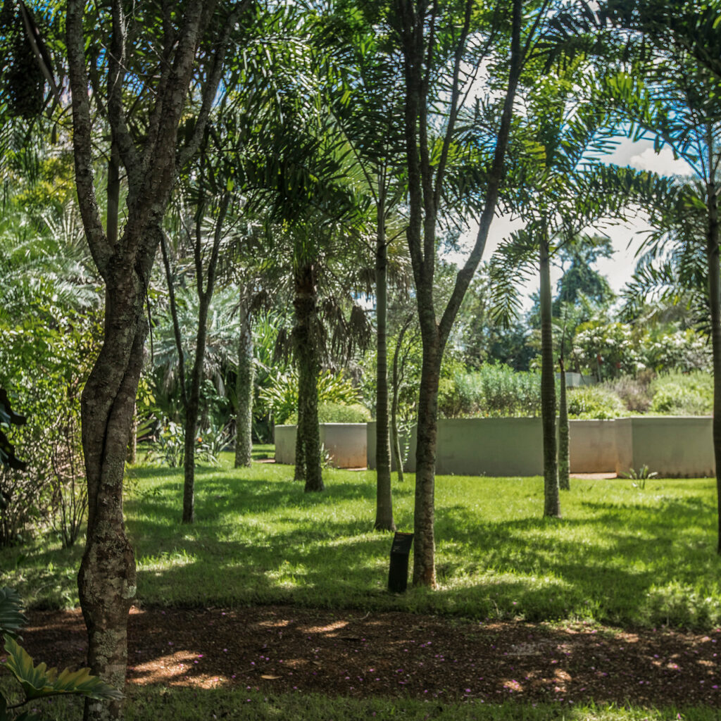 Em Inhotim, o Pau-Brasil está próximo ao Jardim de Todos os Sentidos e ao Jardim Desértico. Foto:João Marcos Rosa/Nitro.