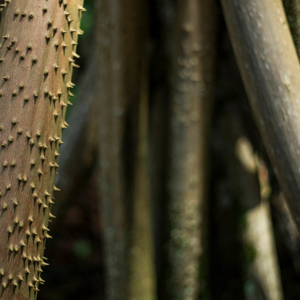 As raízes apresentam características estruturais adaptadas a ambientes com muita água. Foto: João Marcos Rosa/Nitro.
