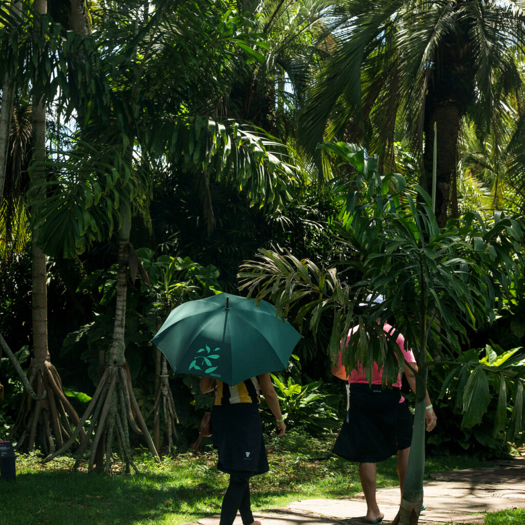 As raízes podem ser direcionadas para crescerem em lugares diferentes, para a planta alcançar a luz. Foto: João Marcos Rosa/Nitro.