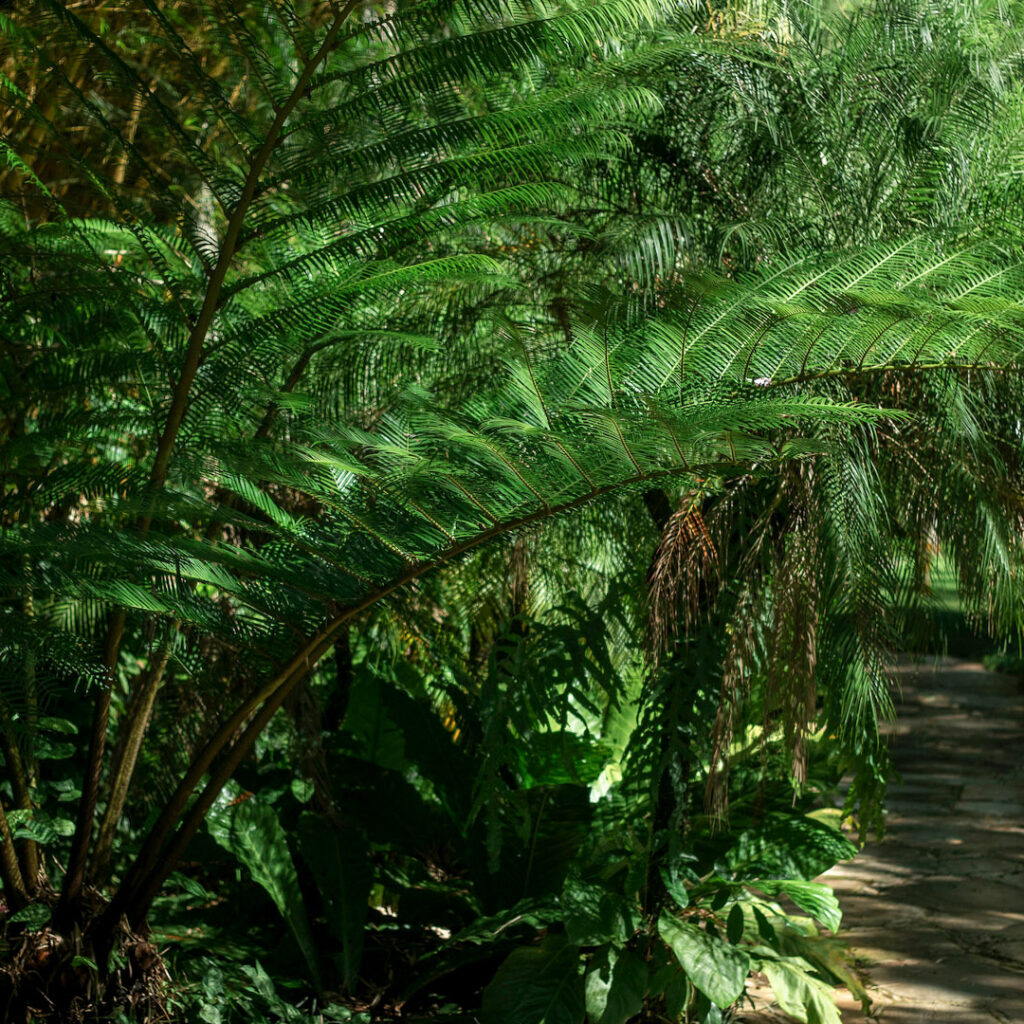 Originária do do Pacífico Sul, ela vem sendo introduzida em outras localidades desde o século 18. Foto:João Marcos Rosa/Nitro