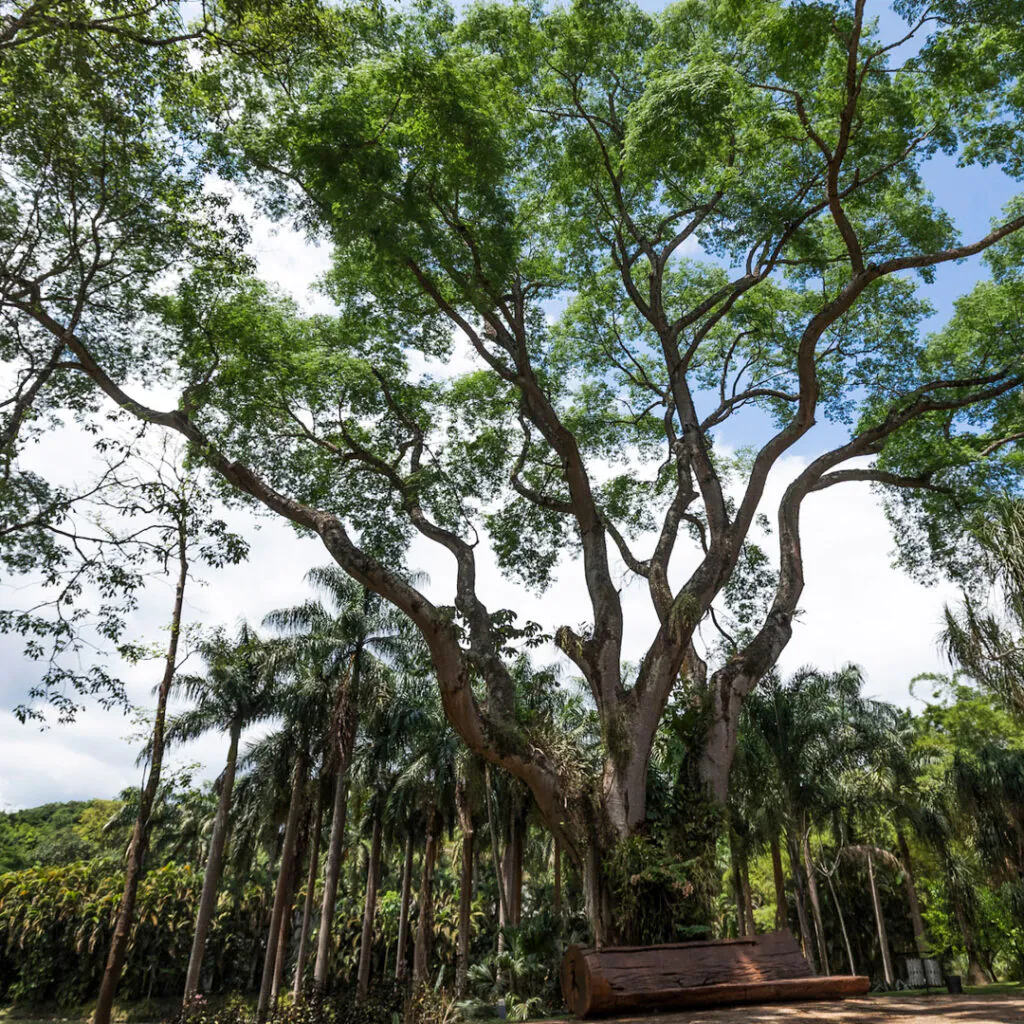 A árvore, presente desde quando ali ainda era uma fazenda, é testemunha da história do Instituto Inhotim. Foto:João Marcos Rosa/Nitro