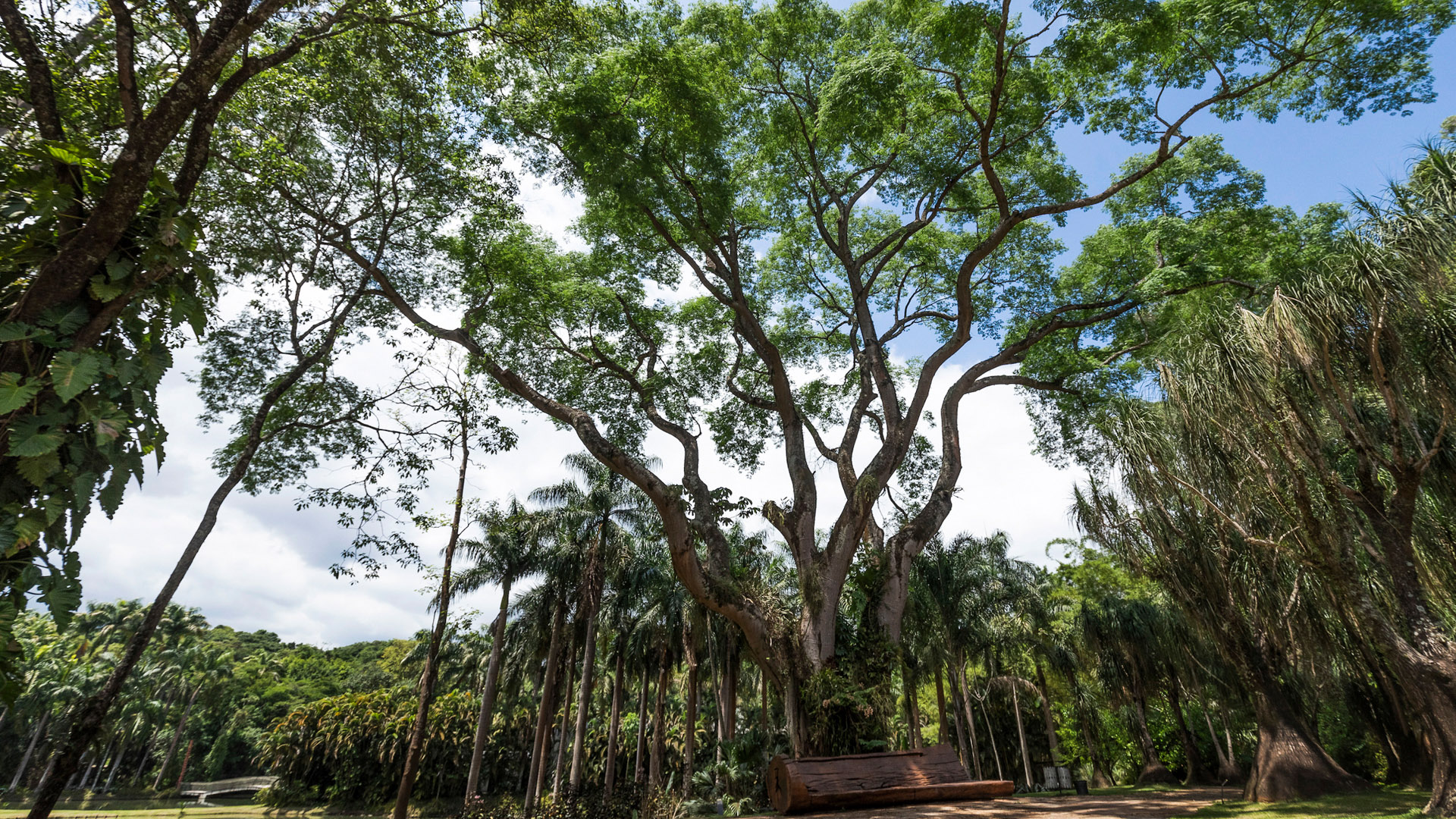 A árvore, presente desde quando ali ainda era uma fazenda, é testemunha da história do Instituto Inhotim. Foto:João Marcos Rosa/Nitro
