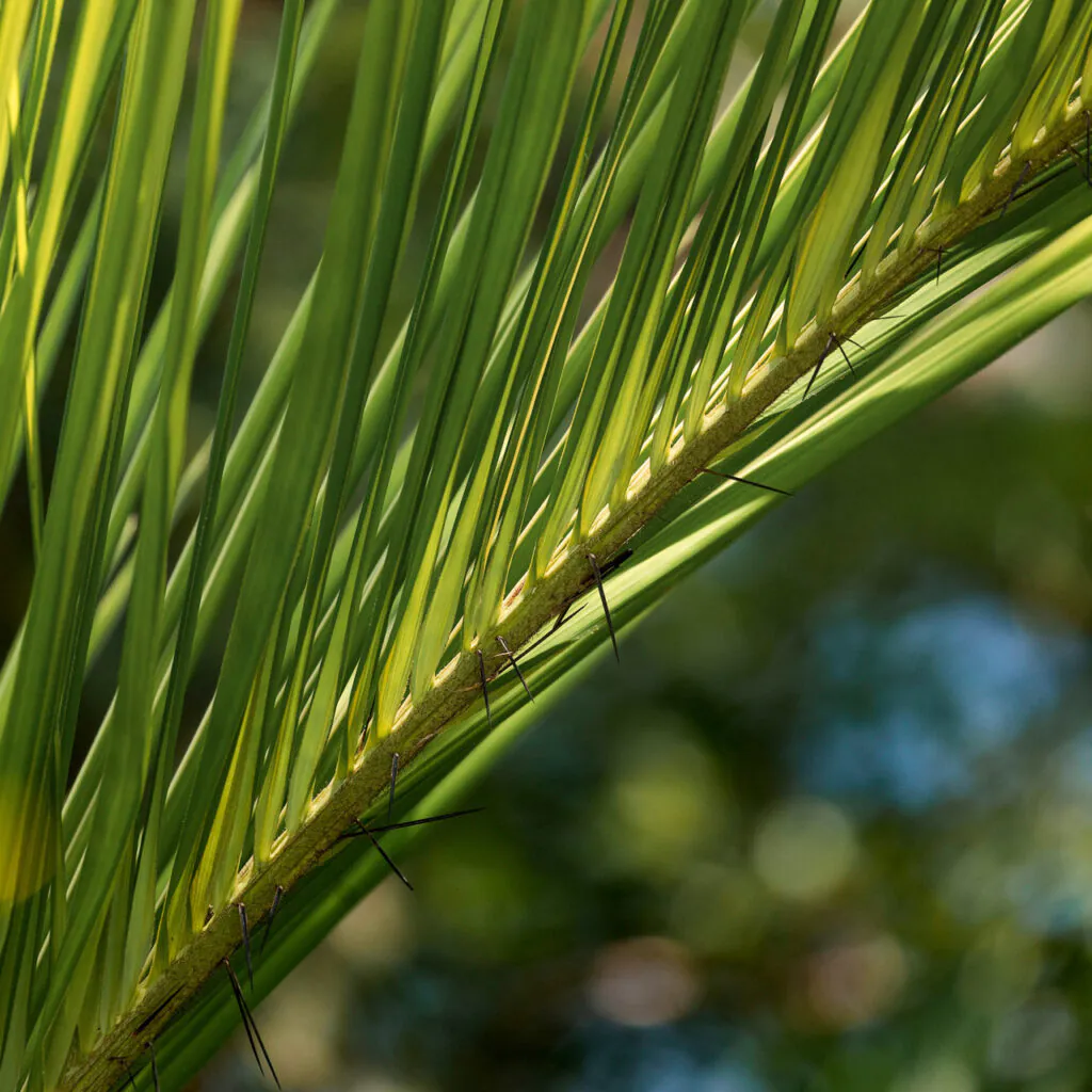 As folhas são empregadas como matéria-prima na obtenção de fibras destinadas à produção de linhas, cordas e redes. Foto:João Marcos Rosa/Nitro