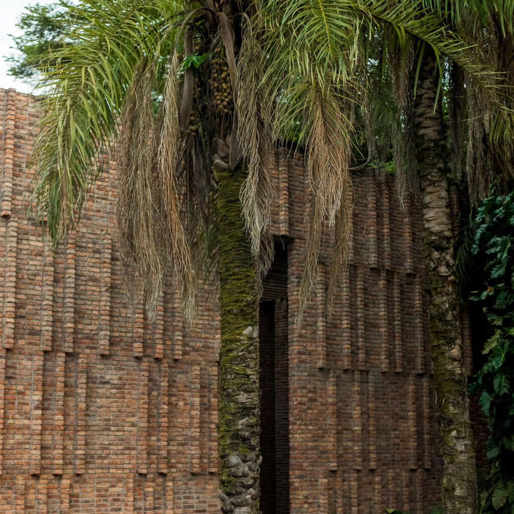 A espécie é considerada a palmeira de maior dispersão no país, sendo amplamente espalhada no Cerrado. Foto:João Marcos Rosa/Nitro