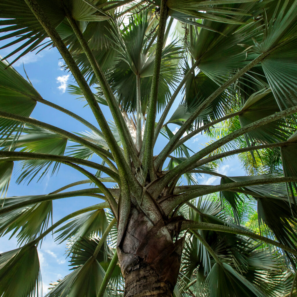 Cada palmeira possui cerca de 20 folhas, que quando velhas, caem deixando marcas no caule. Foto:João Marcos Rosa/Nitro.