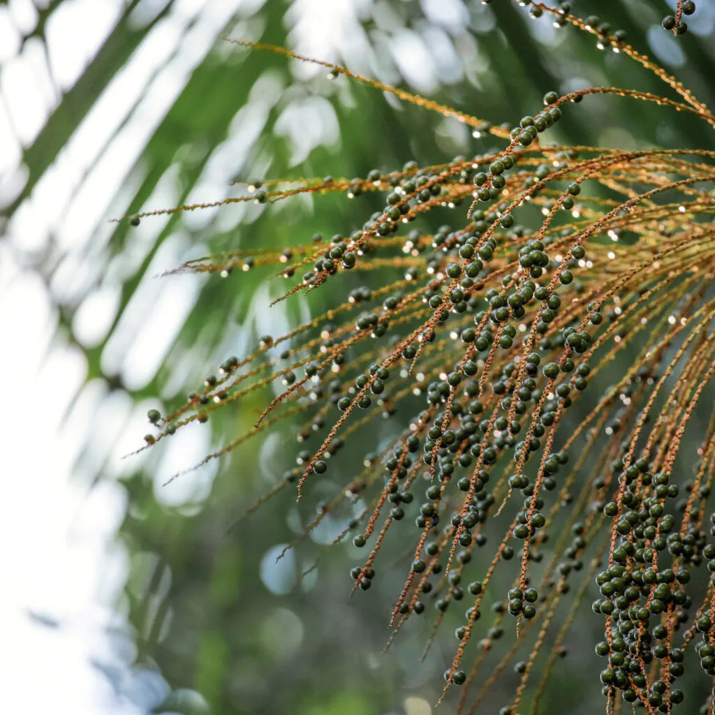 Elegante, ela atrai com seus frutos vários passaros no inverno, quando a floresta possui pouca comida. Foto: João Marcos Rosa/Nitro.