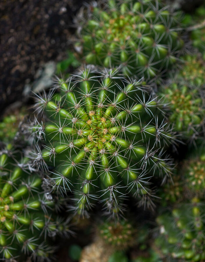 Os espinhos são folhas modificadas que protegem a planta e evitam a perda de água. Foto:João Marcos Rosa/Nitro