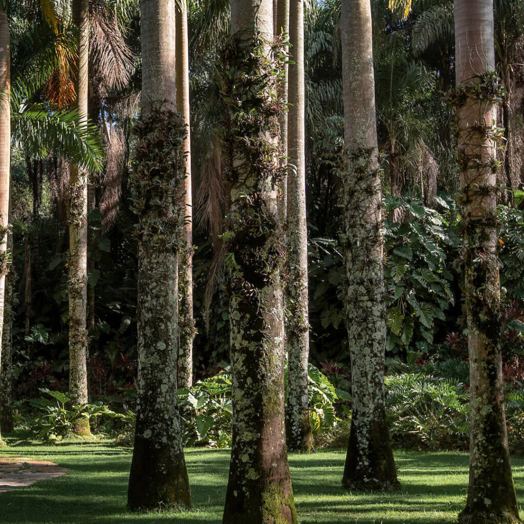 O jardim é dedicado à conservação das walkerianas, que está ameaçada de extinção. Foto:João Marcos Rosa/Nitro