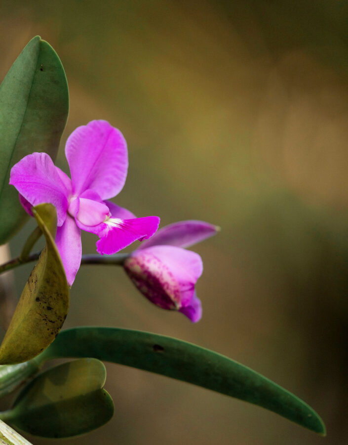 As cores, aroma e simetria das flores encantam o mundo inteiro, possuindo grande valor ornamental. Foto:João Marcos Rosa/Nitro