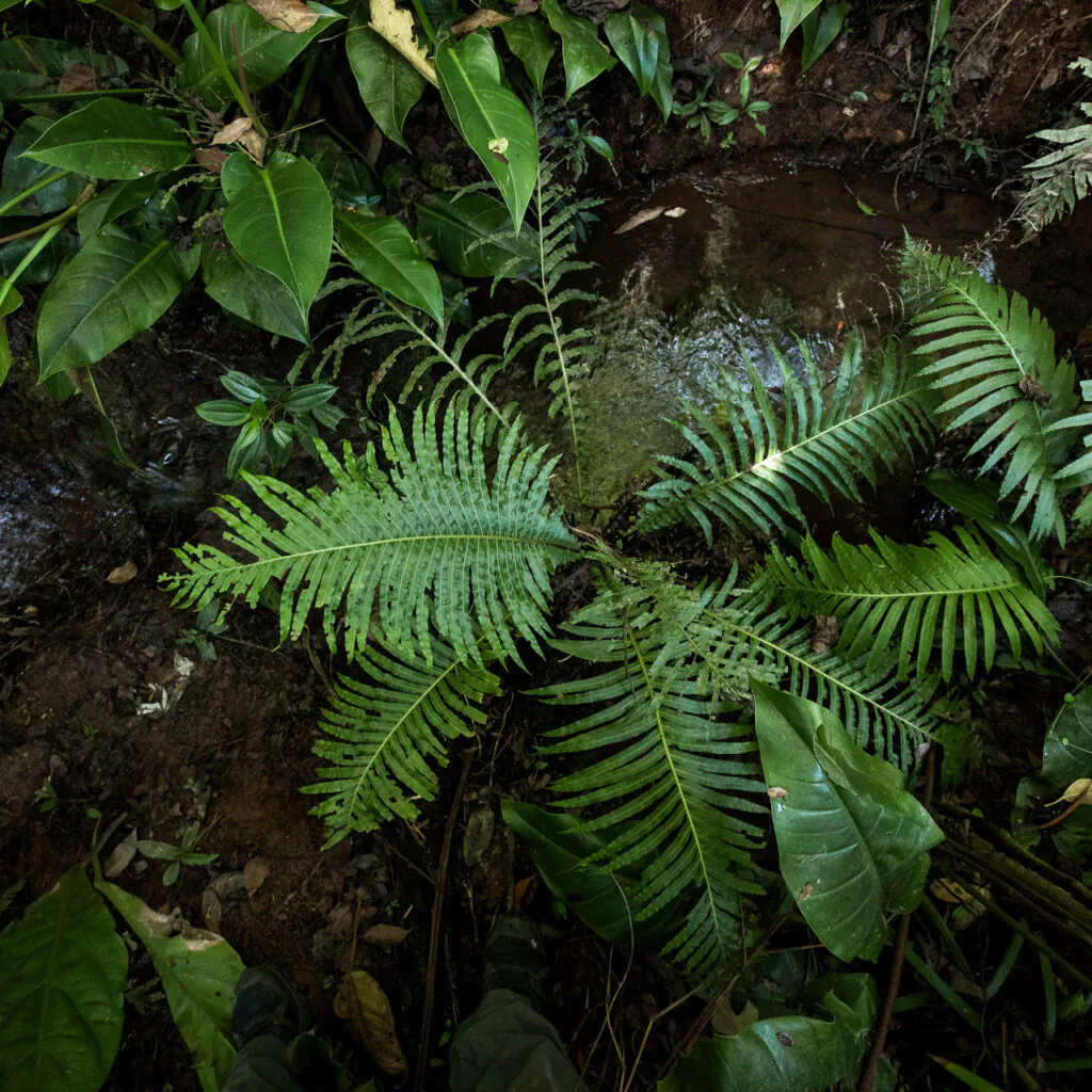 A paisagem conta com um curso d'água que percorre um dos limites do jardim. Foto:João Marcos Rosa/Nitro