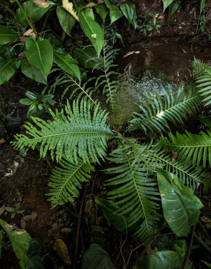 A paisagem conta com um curso d'água que percorre um dos limites do jardim. Foto:João Marcos Rosa/Nitro
