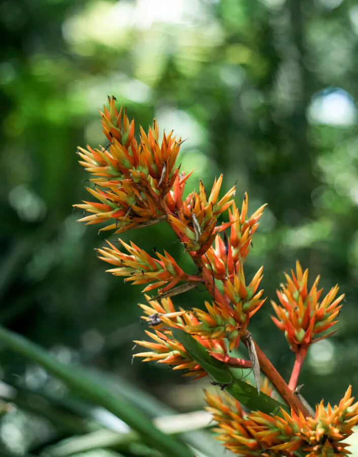 Brumadinho_MG, 19 de fevereiro de 2021Jardim Botanico INHOTIMFOTO: JOAO MARCOS ROSA/NITRO
