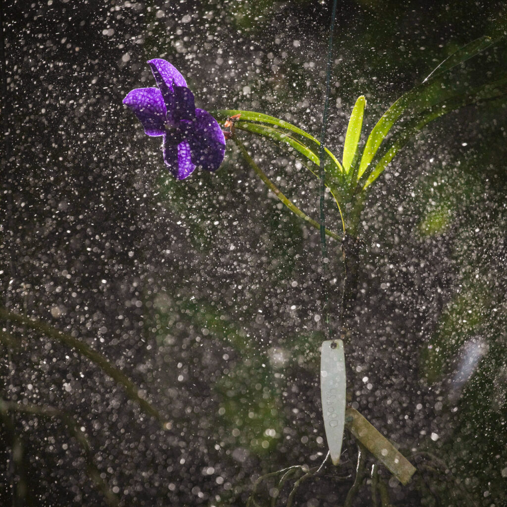 Aspersores de água são acionados diariamente para garantir a umidade necessária para as espécies. Foto:João Marcos Rosa/Nitro