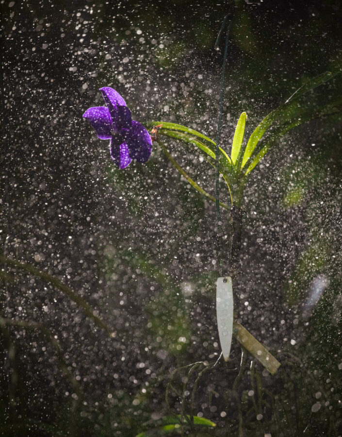 Aspersores de água são acionados diariamente para garantir a umidade necessária para as espécies. Foto:João Marcos Rosa/Nitro