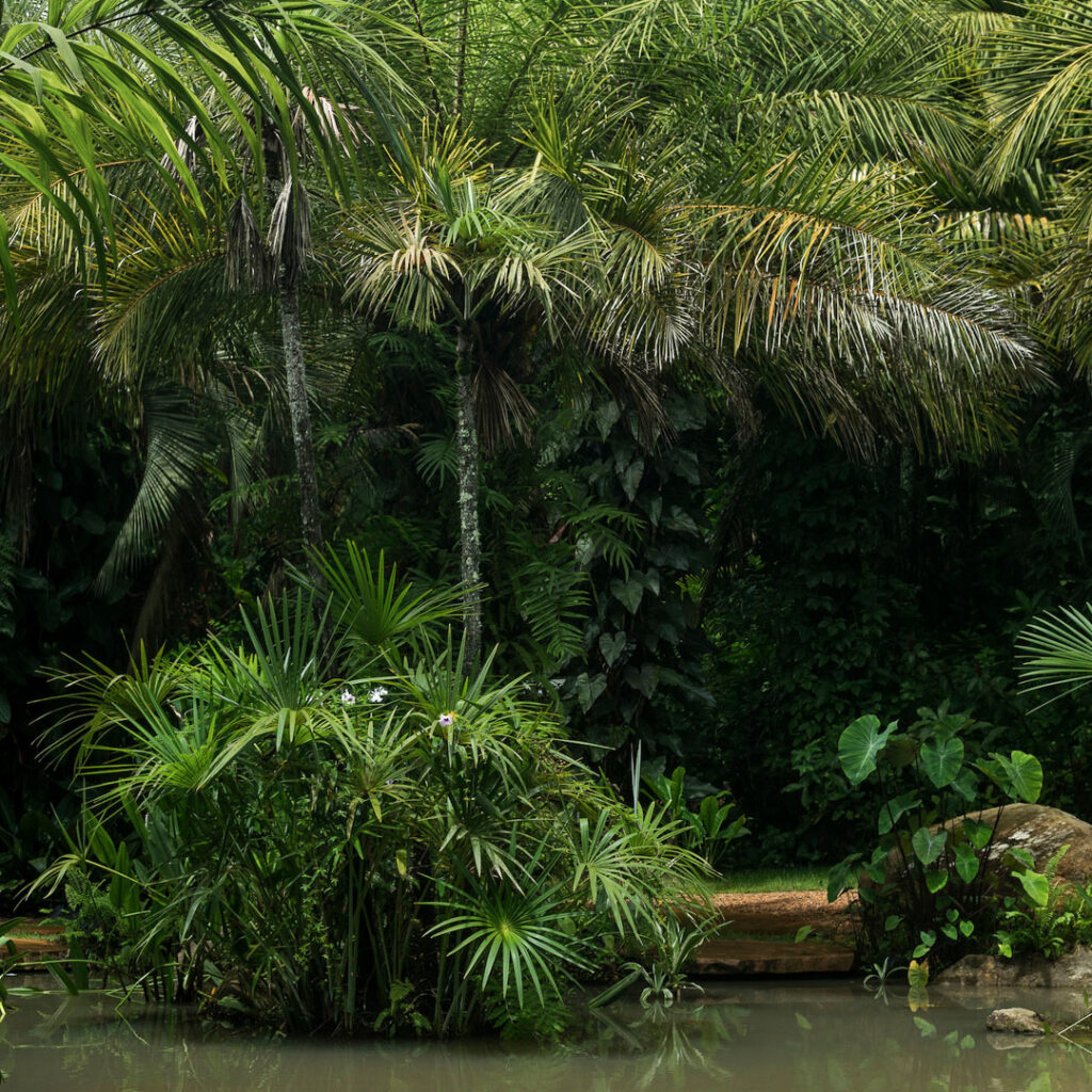 Nas veredas, a água atua como refúgio, abrigo, fonte de alimento e local de reprodução para fauna. Foto:João Marcos Rosa/Nitro