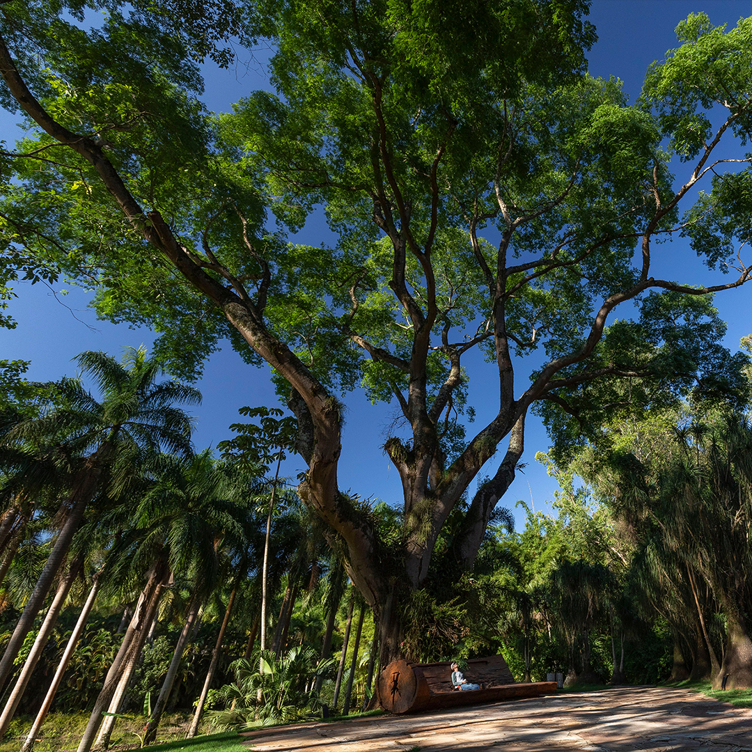 A árvore, presente desde quando ali ainda era uma fazenda, é testemunha da história do Instituto Inhotim.