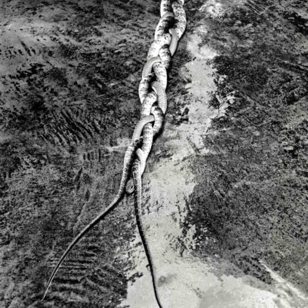 Obra Vanguarda Viperina, 1985, Tunga. Acervo de arte contemporânea Inhotim