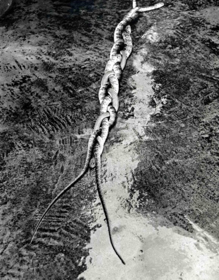 Obra Vanguarda Viperina, 1985, Tunga. Acervo de arte contemporânea Inhotim