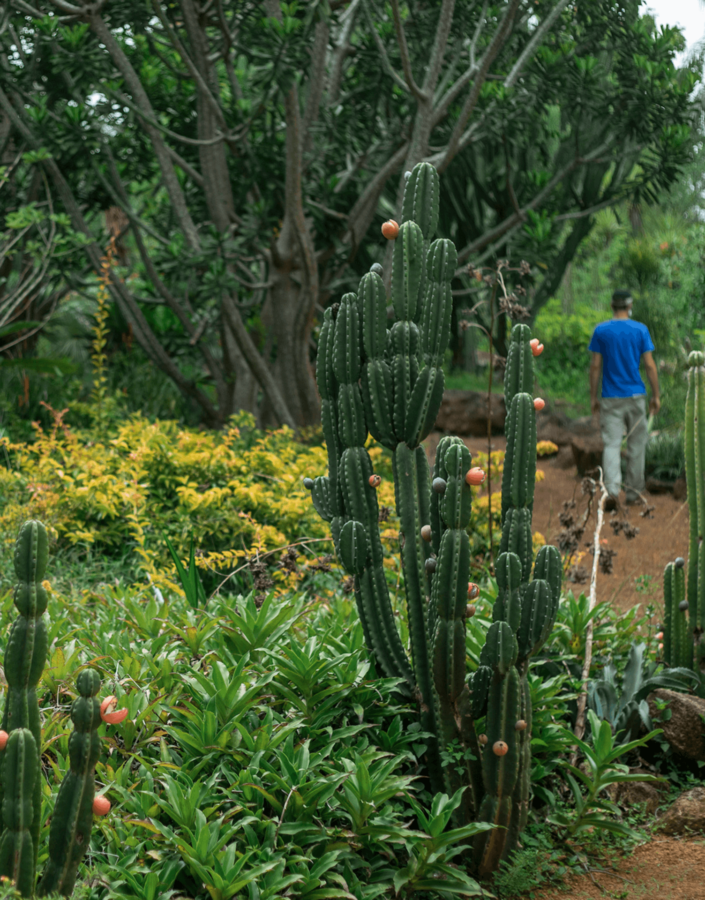 Along the paths and gardens, Inhotim’s Botany Curator guides visitors on this mediated visit. Photo: João Marcos Rosa/Nitro