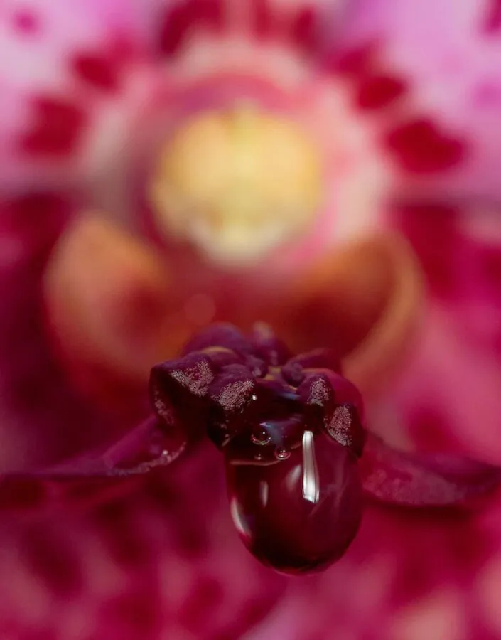 As orquídeas são plantas fascinantes. Consideradas símbolos de pureza, perfume e graça, as orquídeas pertencem à família botânica Orchidaceae Foto: João Marcos Rosa