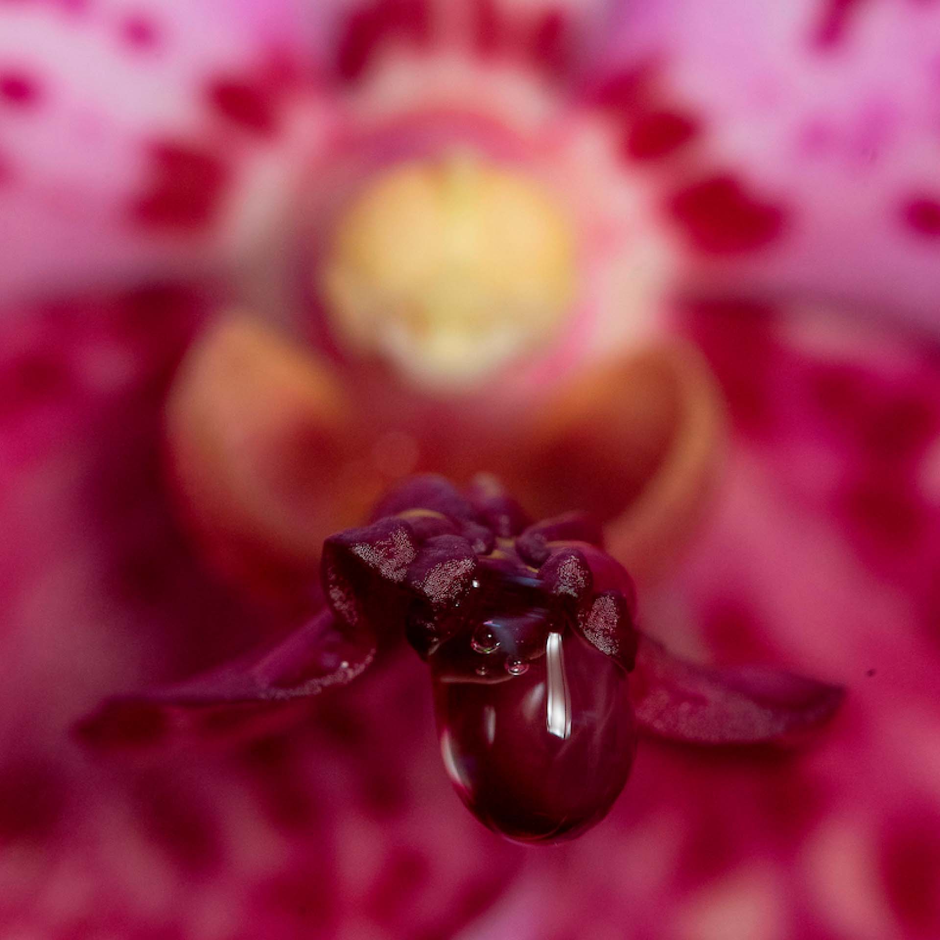 As orquídeas são plantas fascinantes. Consideradas símbolos de pureza, perfume e graça, as orquídeas pertencem à família botânica Orchidaceae Foto: João Marcos Rosa