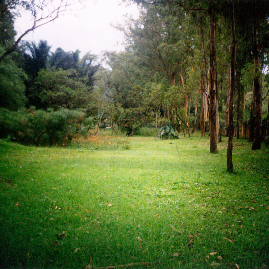 Raquel Garbelotti, A clareira, 2000, fotografia, 100 x 150 x 8 cm