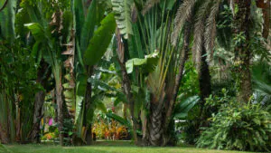Brumadinho_MG, 06 de marco de 2021Jardim Botanico INHOTIMFOTO: JOAO MARCOS ROSA/NITRO