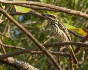 inhotim podcast deslocamentos bem te vi rajado