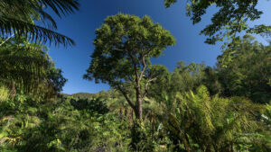 inhotim podcast deslocamentos cedro arvore Joao Marcos Rosa Nitro-(8)