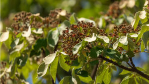 inhotim podcast deslocamentos ipe felpudo Joao Marcos Rosa Nitro-(8)