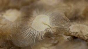 inhotim podcast deslocamentos semente alada Joao Marcos Rosa Nitro-(8)