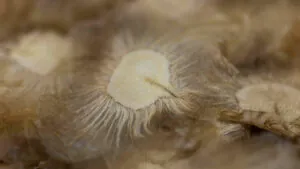 inhotim podcast deslocamentos semente alada Joao Marcos Rosa Nitro-(8)