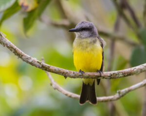 inhotim podcast deslocamentos suiriri