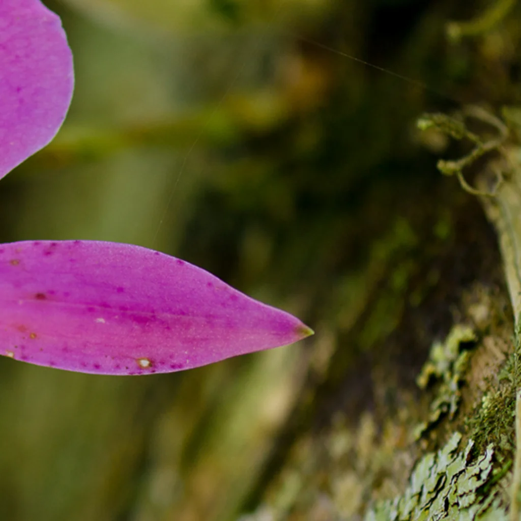 inhotim explore dialogos ep2 andre andre cavasini e juliano borin