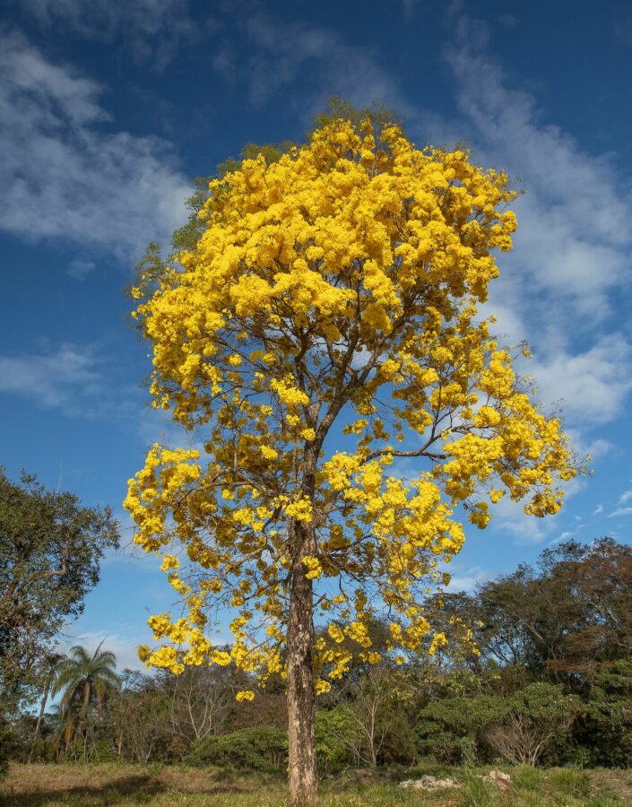 A Semana do Meio Ambiente Inhotim 2022 Ser do Cerrado é uma oportunidade de conhecer o Cerrado e entender o nosso papel na sua conservação.Jardim Botanico InhotimFoto: JOAO MARCOS ROSA/NITRO