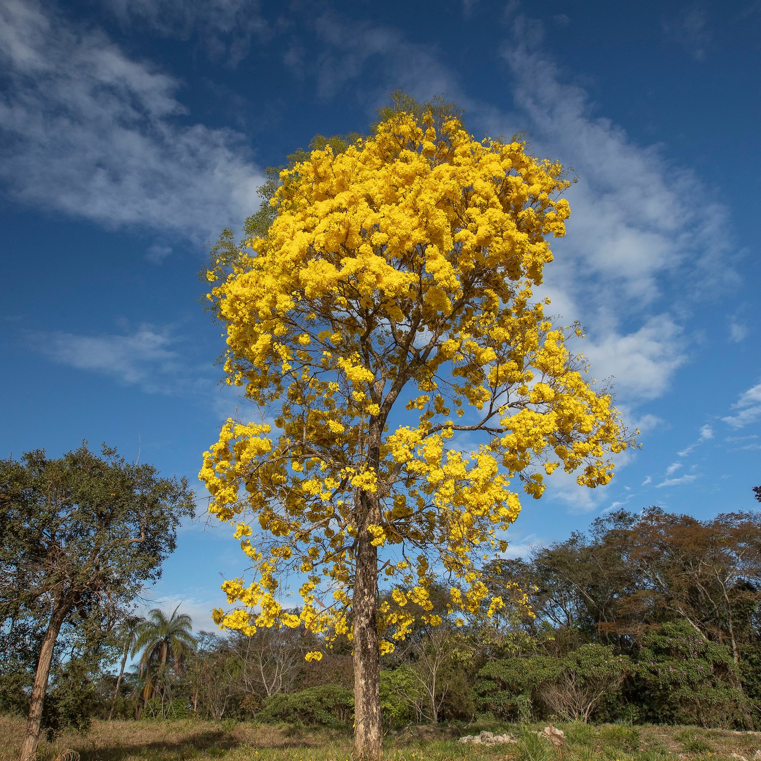 A Semana do Meio Ambiente Inhotim 2022 Ser do Cerrado é uma oportunidade de conhecer o Cerrado e entender o nosso papel na sua conservação.Jardim Botanico InhotimFoto: JOAO MARCOS ROSA/NITRO