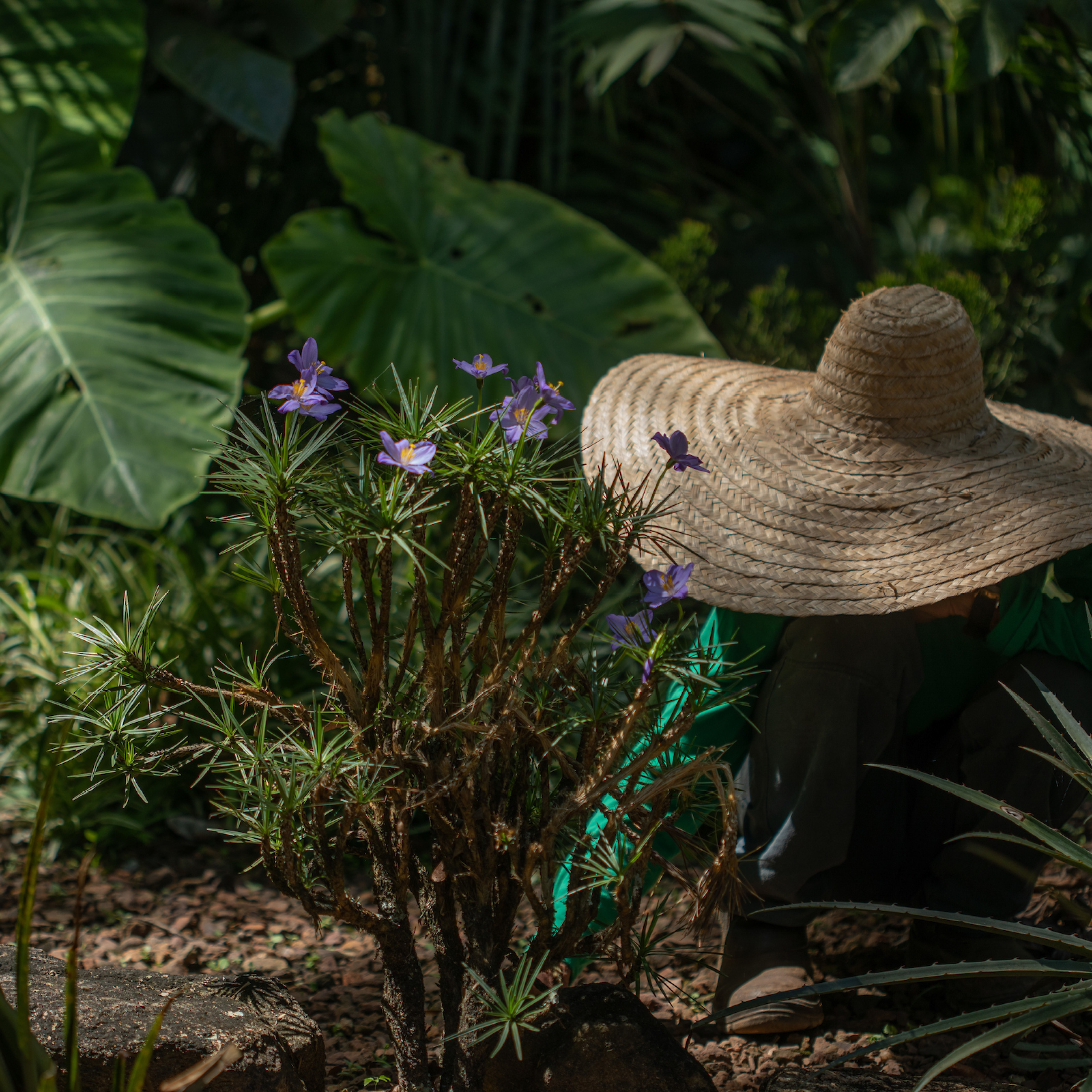 Entre as atividades, estão programadas três oficinas educativas abertas ao público de todas as idades.  