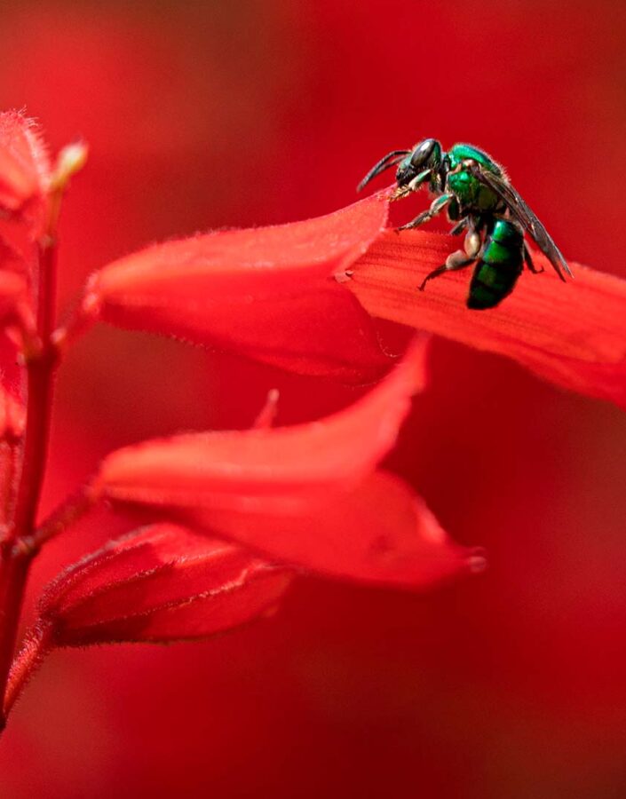 The Educational Plant Nursery is getting its own Meliponary! 