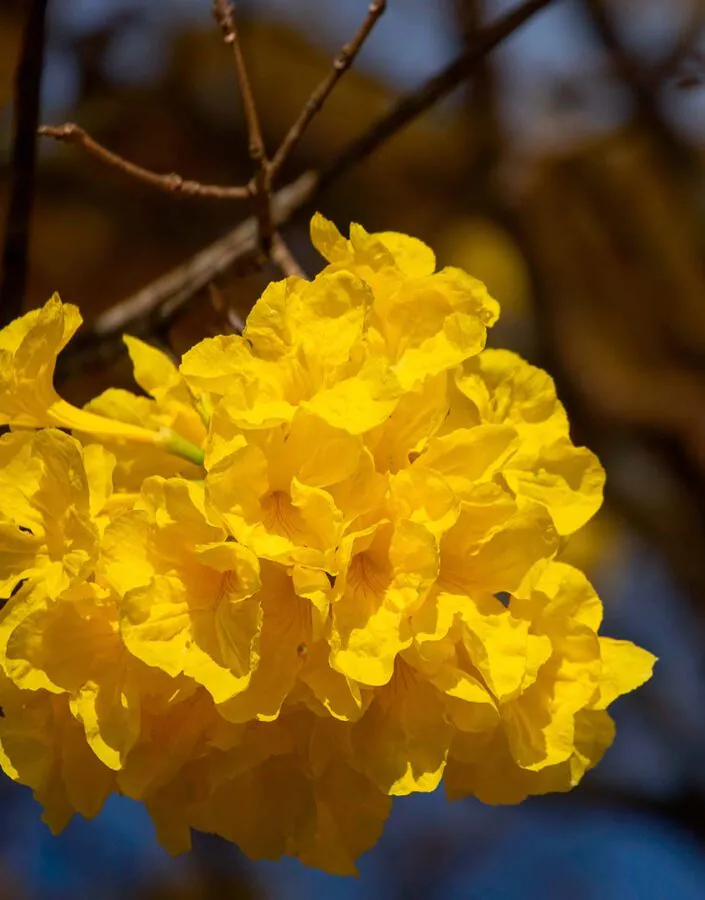 A programação conta com a participação de profissionais das áreas de paisagismo, pesquisa e educação. Foto João Marcos Rosa