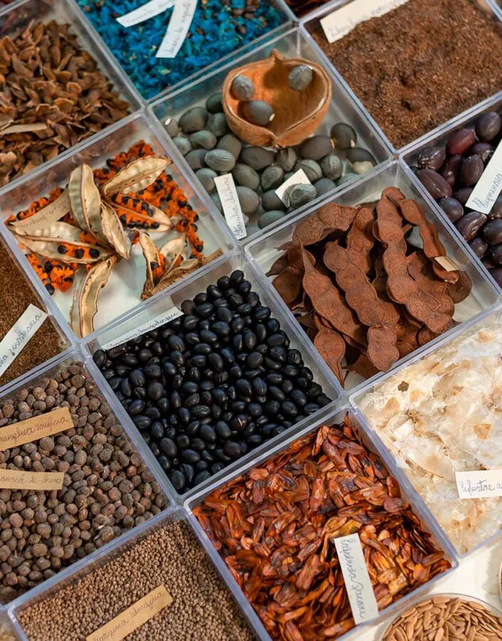 na programação da Semana do Meio Ambiente 2022, você tem a oportunidade de conhecer as sementes de espécies típicas do Cerrado na Mostra de Sementes.  Foto: João Marcos Rosa