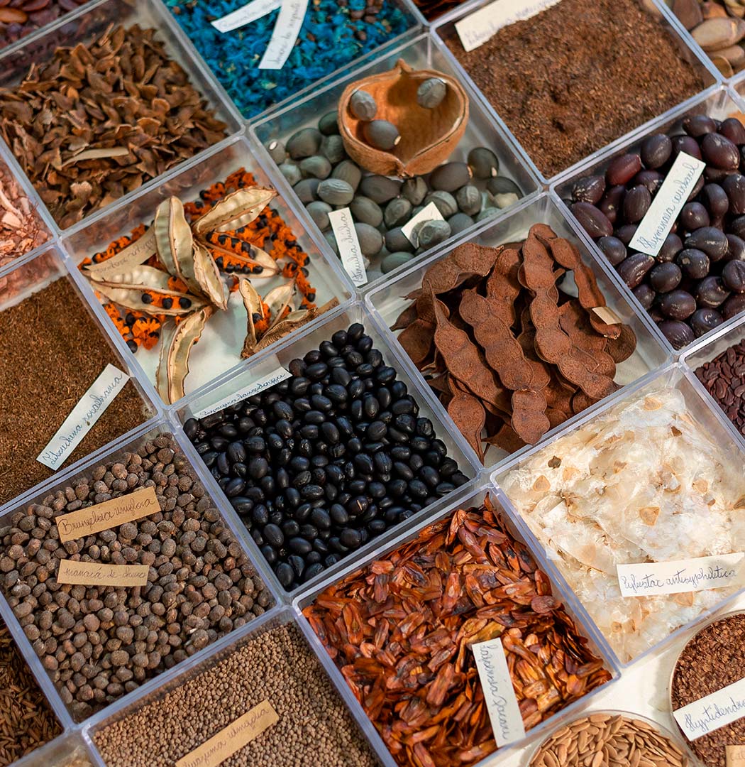 na programação da Semana do Meio Ambiente 2022, você tem a oportunidade de conhecer as sementes de espécies típicas do Cerrado na Mostra de Sementes.  Foto: João Marcos Rosa