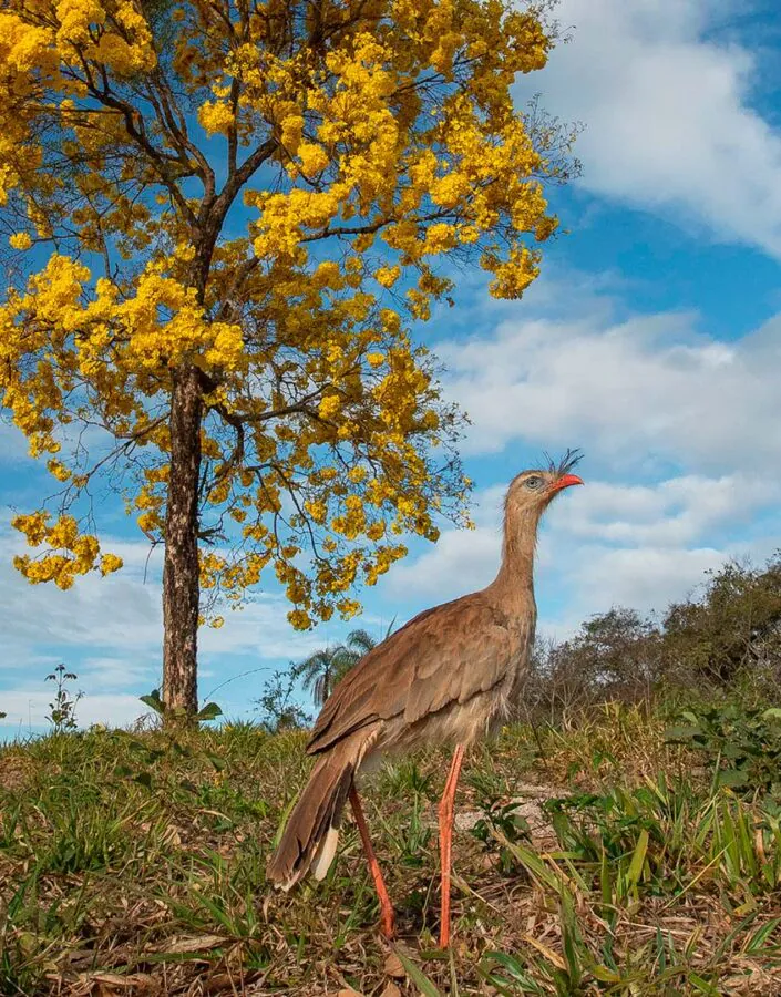A palestra integra programação da Semana do Meio Ambiente Inhotim 2022 Ser do Cerrado. Foto: João Marcos Rosa
