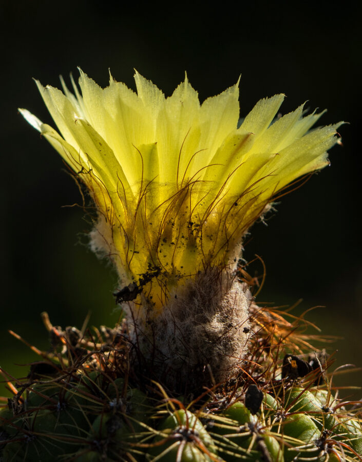 Na Semana do Cerrado, o Inhotim preparou uma programação e gratuita que te convida a conhecer o bioma e entender o nosso papel na sua conservação. Foto: Bruno Figueiredo/Área de Serviço