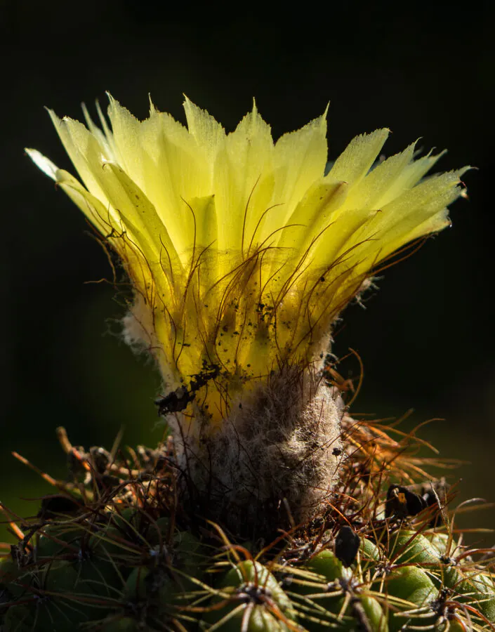 Na Semana do Cerrado, o Inhotim preparou uma programação e gratuita que te convida a conhecer o bioma e entender o nosso papel na sua conservação. Foto: Bruno Figueiredo/Área de Serviço