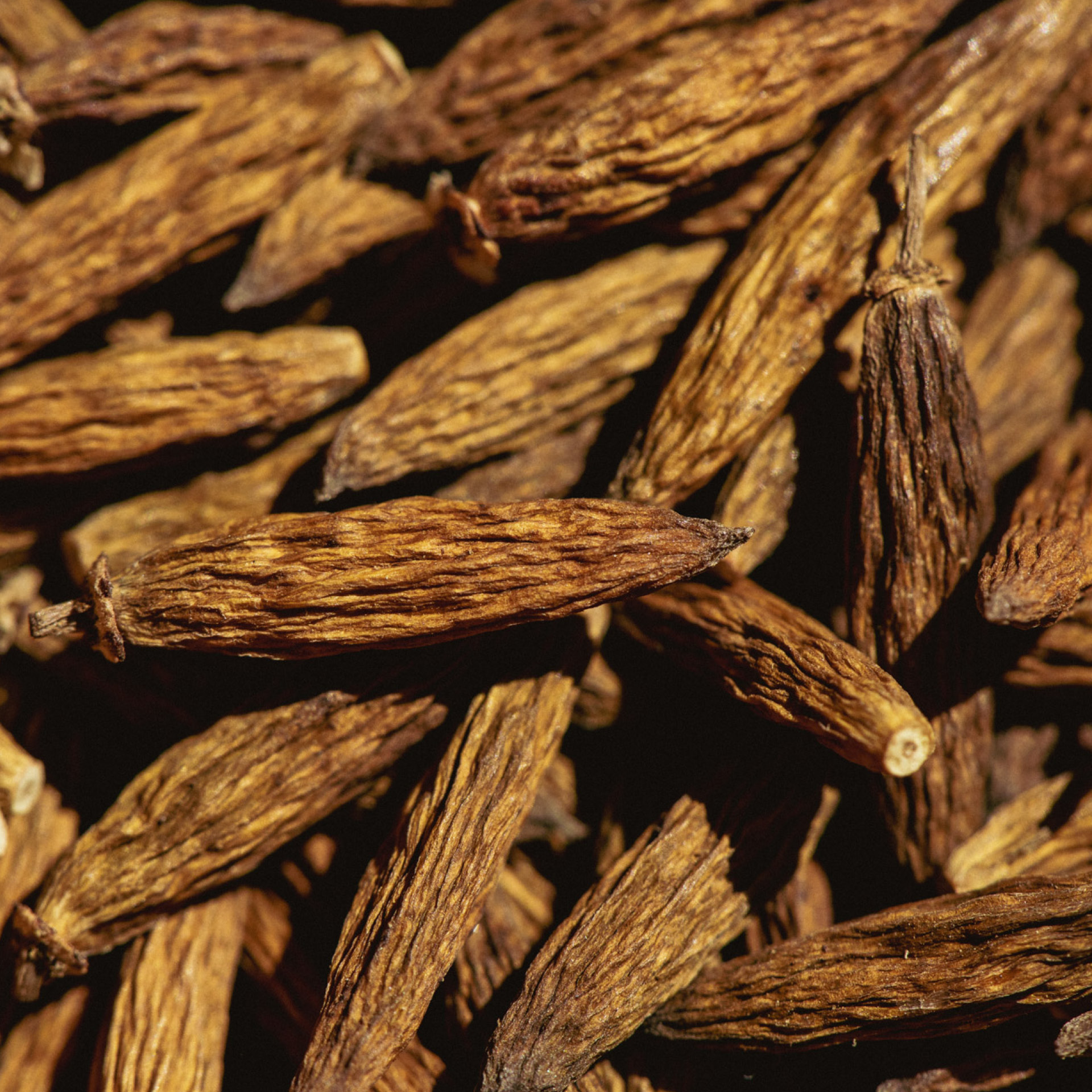Na Semana do Cerrado, o Inhotim preparou uma programação e gratuita que te convida a conhecer o bioma e entender o nosso papel na sua conservação. Foto: Bruno Figueiredo/Área de Serviço