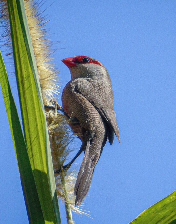 Na Semana do Cerrado, o Inhotim preparou uma programação e gratuita que te convida a conhecer o bioma e entender o nosso papel na sua conservação. Foto: Phillipe Nicolau Mariano
