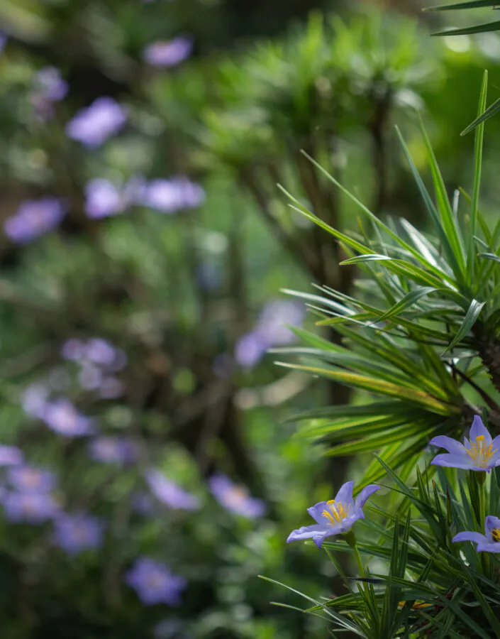 A Semana do Cerrado é uma oportunidade de conhecer o bioma e entender de que maneira podemos conservá-lo. Foto: João Marcos Rosa/NITRO.