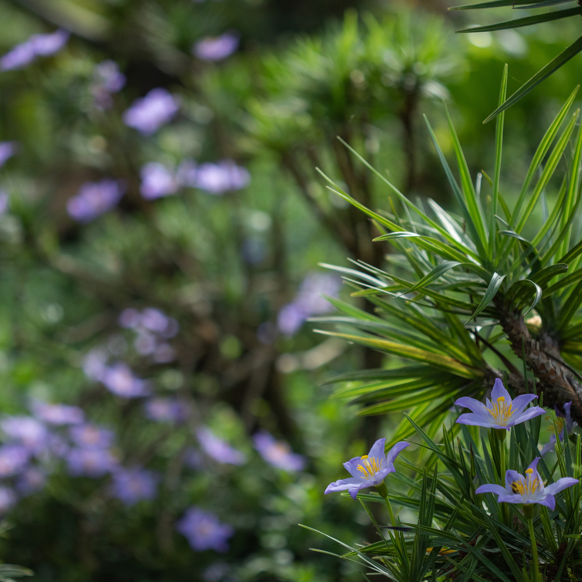 A Semana do Cerrado é uma oportunidade de conhecer o bioma e entender de que maneira podemos conservá-lo. Foto: João Marcos Rosa/NITRO.